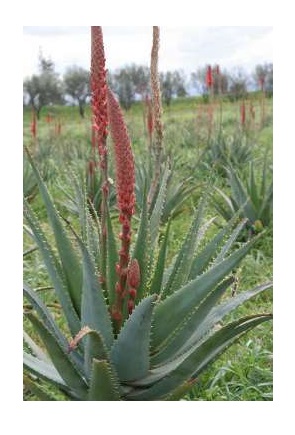 ALOE ETNEA PIANTA ETA 5 ANNI