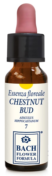 CHESTNUT BUD ORIGINAL 10ML GTT