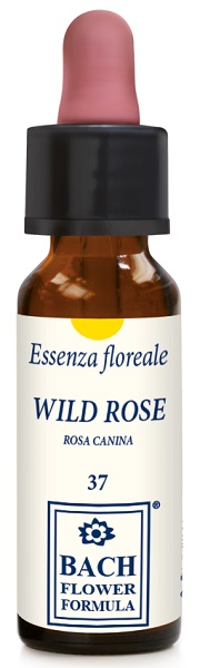 WILD ROSE ORIGINAL 10ML GTT