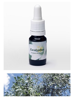 EUCALIPTO 7,89G