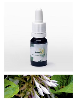 HOSTA 7,89G
