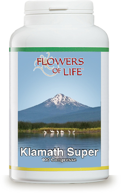 KLAMATH SUPER 100CPR FLOWERS