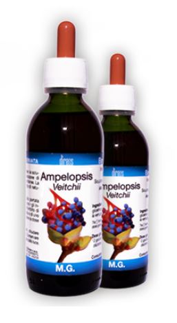 AMPELOPSIS VEITCHII 50ML MG