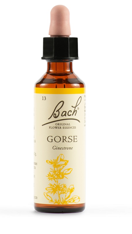 GORSE BACH ORIG 20ML