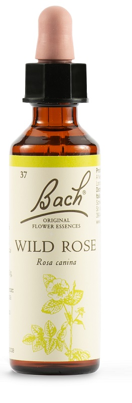 WILD ROSE BACH ORIG 20ML